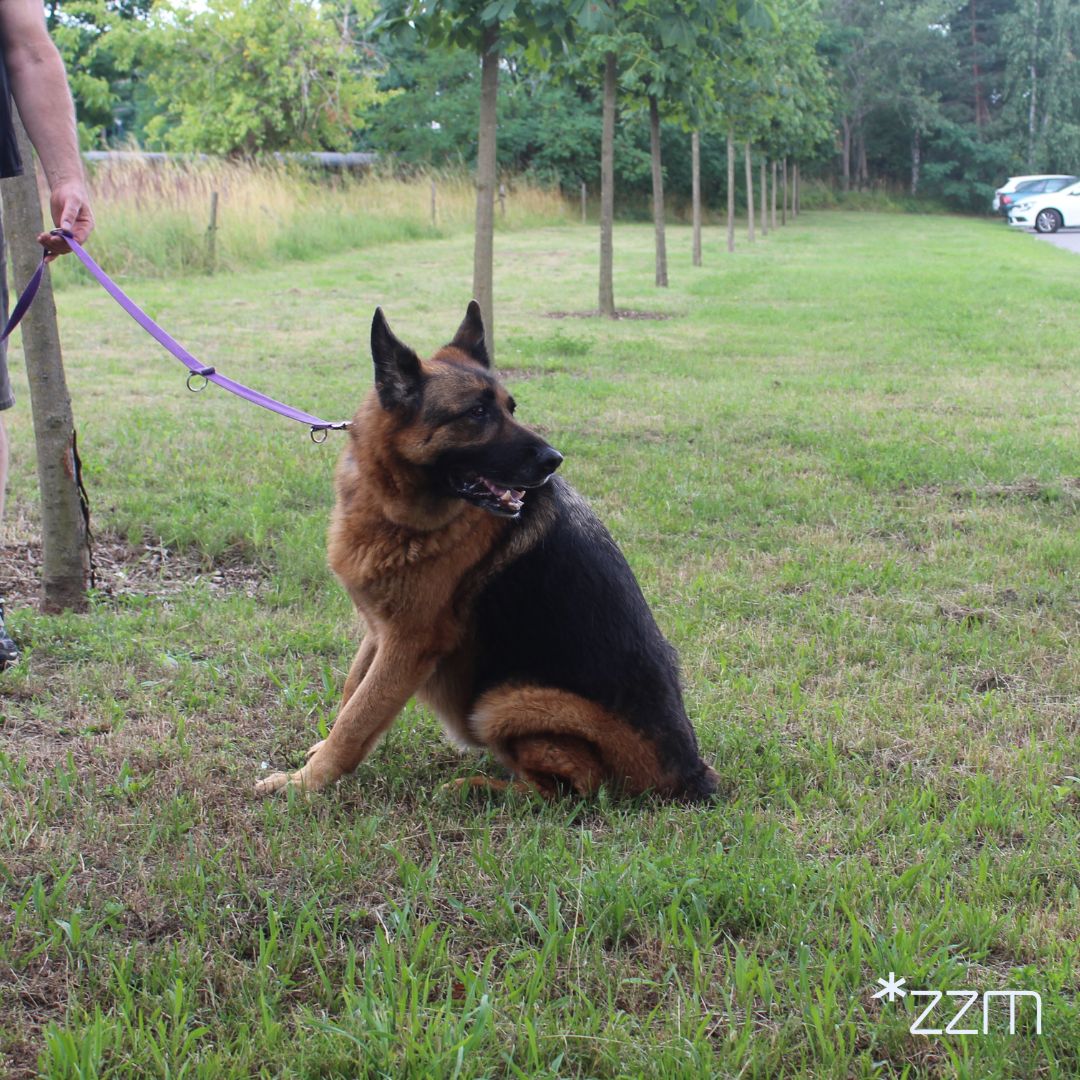 26 sierpnia przypada Międzynarodowy Dzień Psa