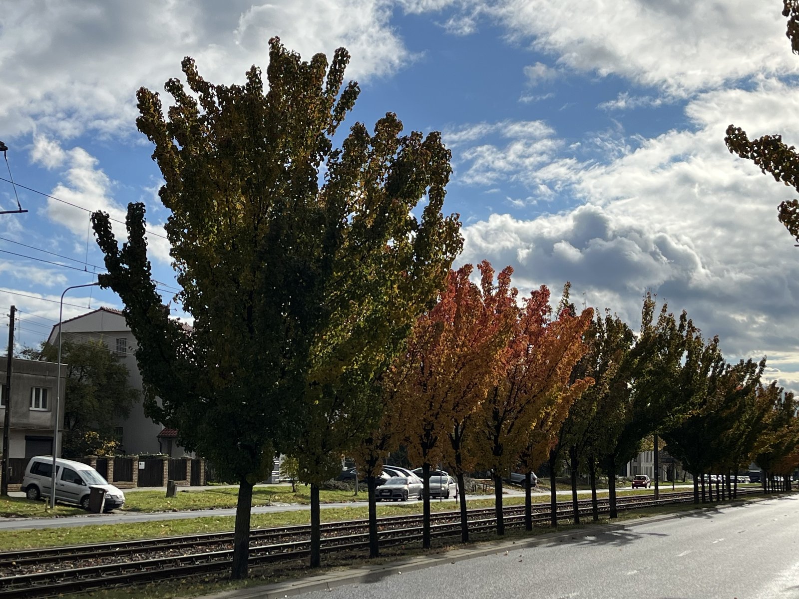 Aleja drzew w kolorach przebarwionych jesienią