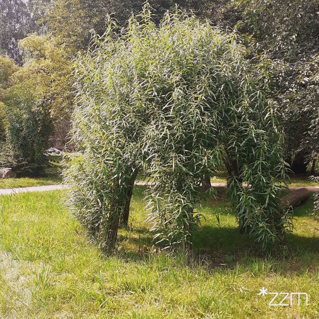 Altana wierzbowa znajduje się na terenie przy zbiegu ulic Sucharskiego i Burszty