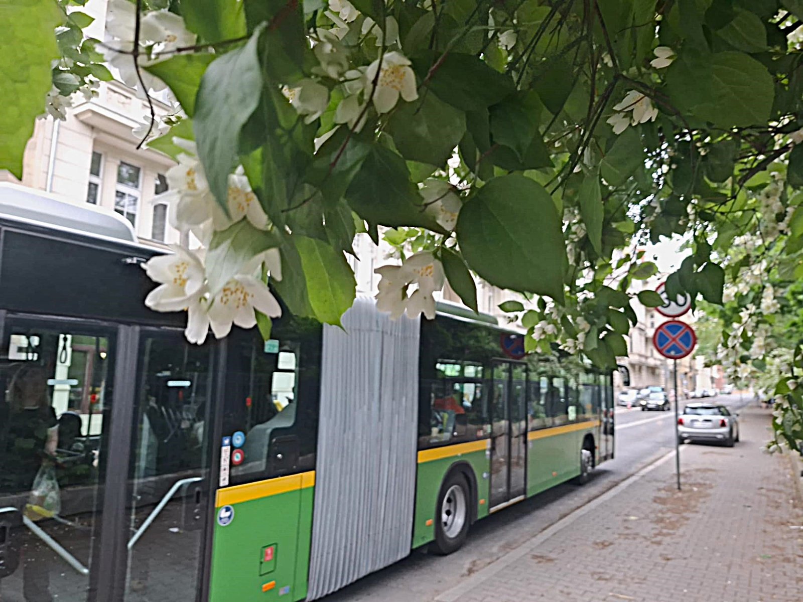 Autobus komunikacji miejskiej na ul. Matejki, u góry nad chodnikiem zwisają zielone gałęzie drzew