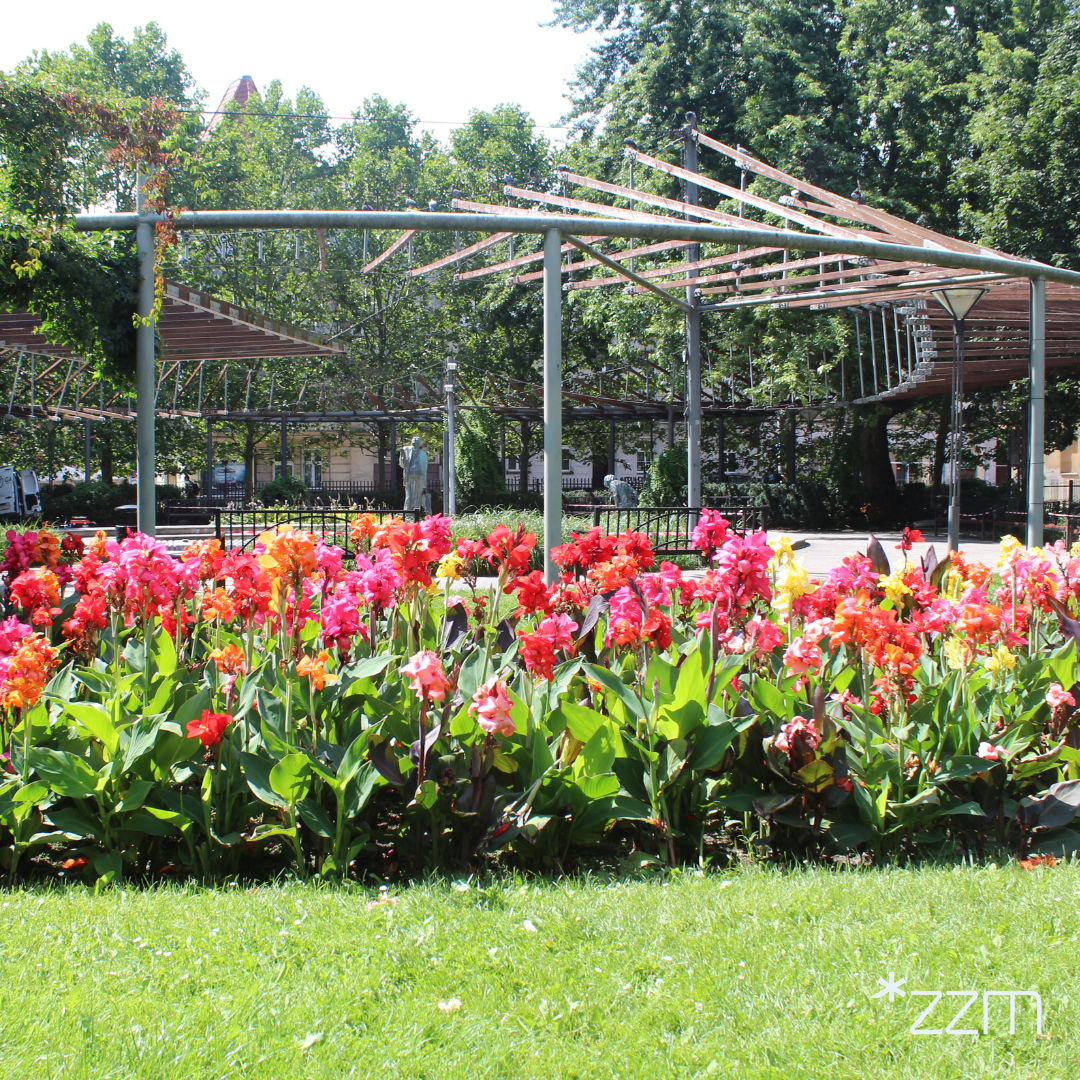 Blisko tysiąc pacioreczników rozkwitło w Zielonych Ogródkach