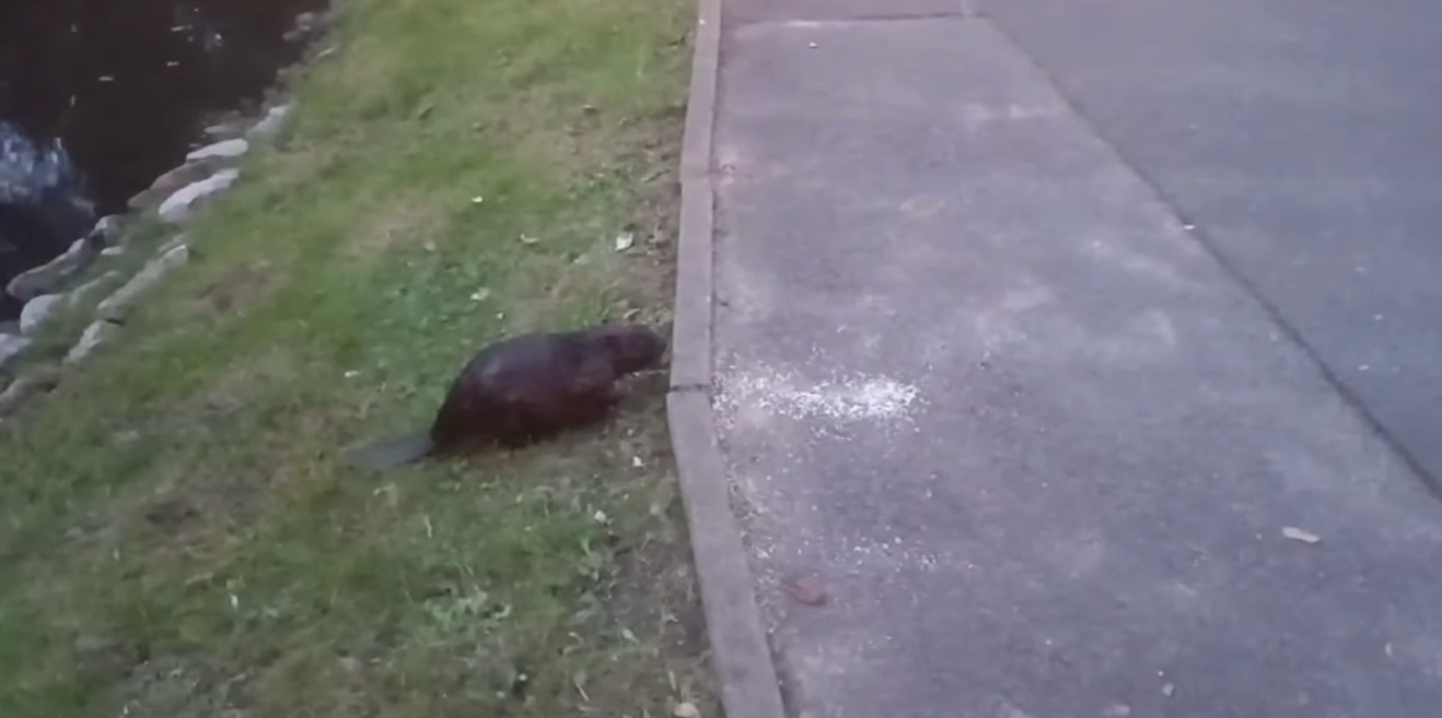 Bóbr poruszający się pomiędzy stawami w Parku Sołackim