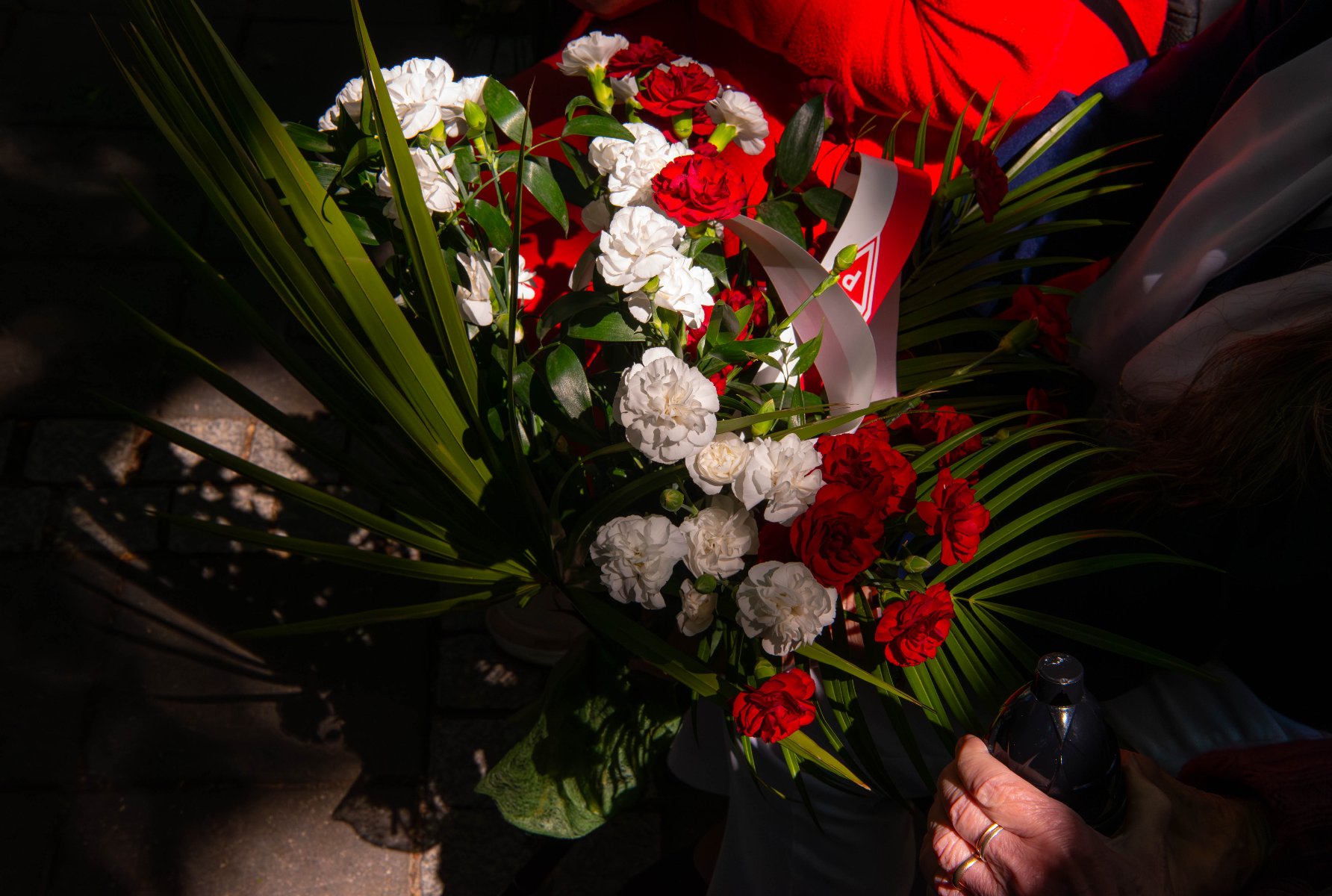 Bukiet czerwonych i białych goździków z zielonymi liśćmi, prawdopodobnie trzymany przez starszą osobę.