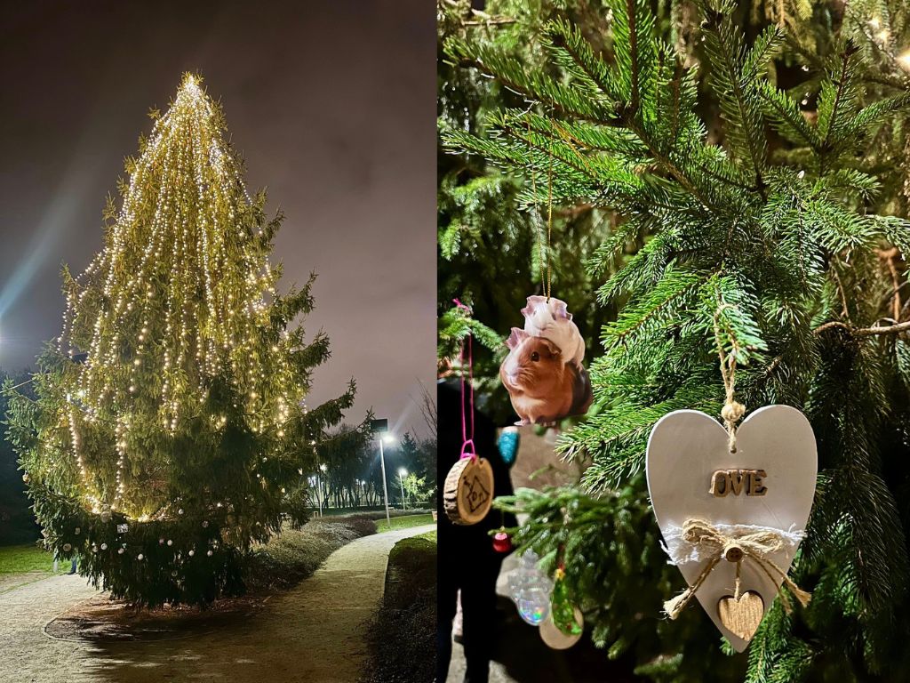 Choinka w Parku Bambrów Poznańskich