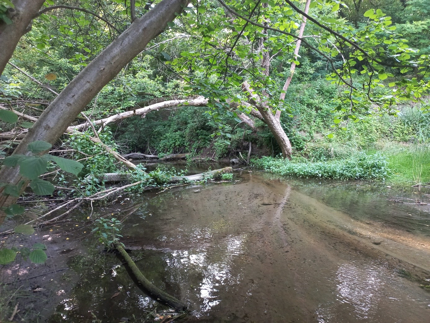 Cybina (Fot. K. Mrozik)