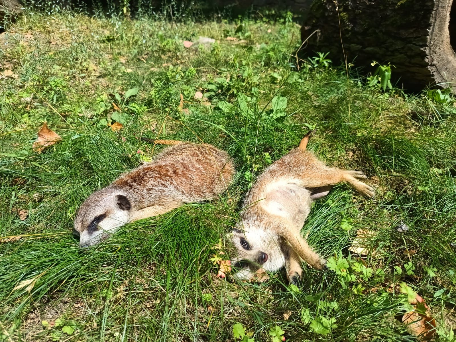 Czarno-biały lemur siedzi na gałęzi drzewa. W tle siatki woliery i zielone liście.