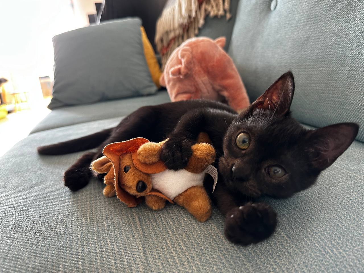 Czarny kotek bawiący się pluszakiem.