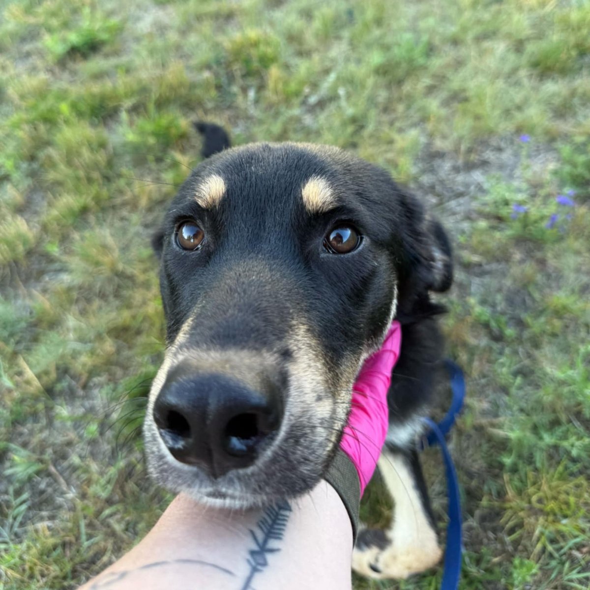 Czarny podpalany pies przytula głowę do ręki człowieka