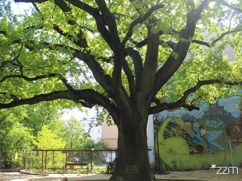 Dąb Krzysztof, pień, konary, liście, w tle mural.