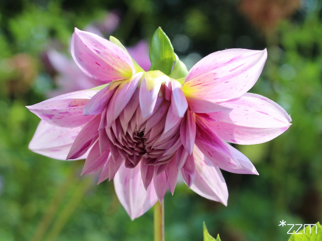 Daj kwiatom drugie życie - przyjdź z doniczką na Cytadelę!