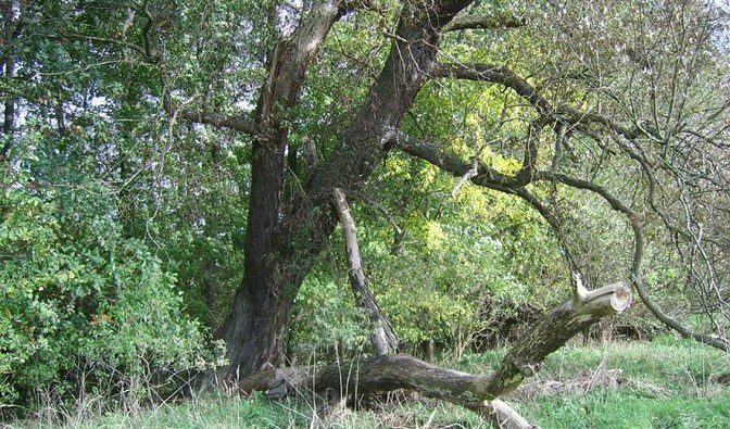 dorodne rozłorzyste drzewo szerokim pniu i masywnych konarach, w otoczenbiu innych drzew i roślinności krzewiastej