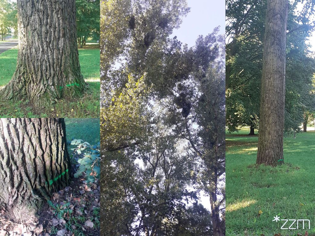 Drzewa oznaczone zieloną linią. Oznaczenie nie oznacza wycinki drzew