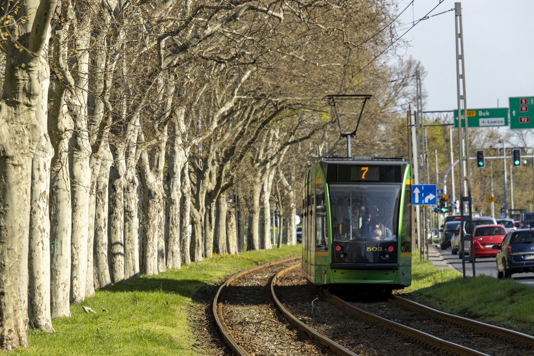 Drzewa tuż nad siecią trakcyjną wzdłuż ul. Przybyszewskiego