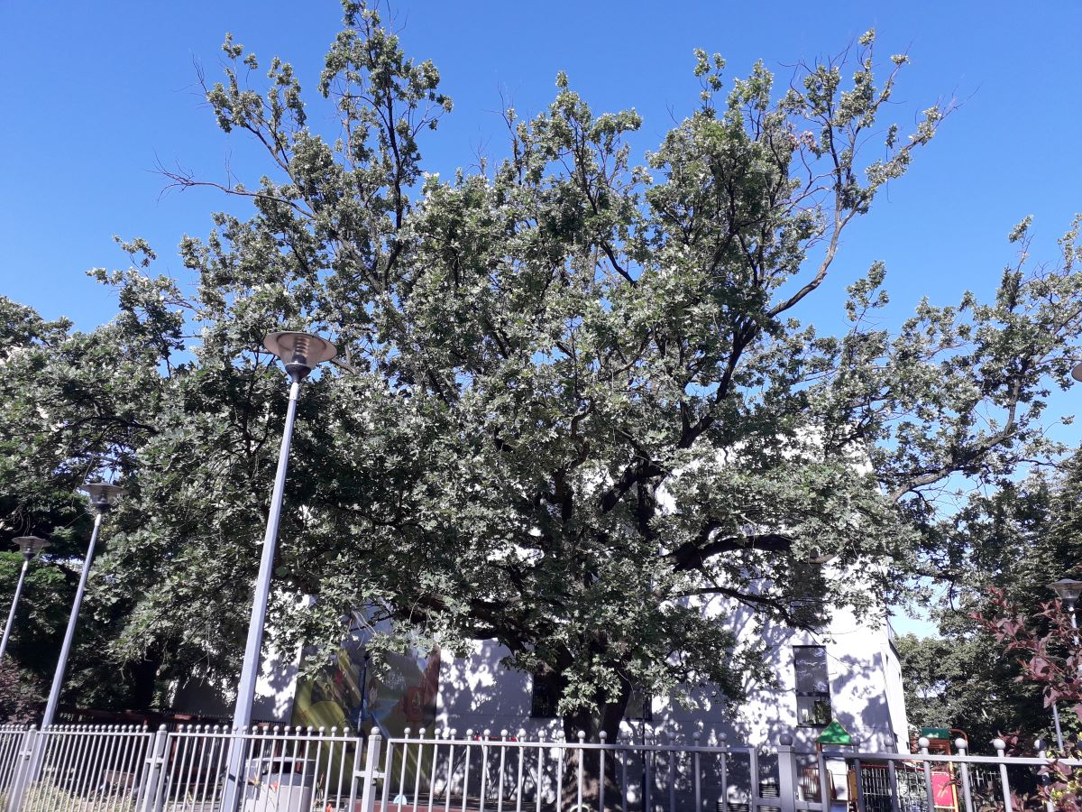 duże rozłożyste drzewo rosnące na skwerze, więcej w treści artykułu