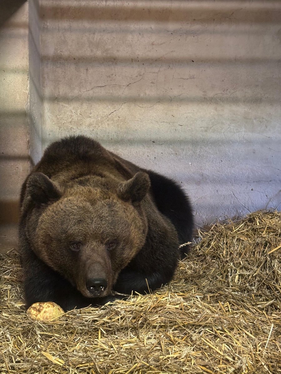 Duży niedźwiedź brunatny leży na legowisku ze słomy w betonowym wybiegu, patrząc prosto w obiektyw. Zwierzę jest ciężkie, z gęstą, brązową sierścią. Obok niego leży duży, jasny kamień lub kość.