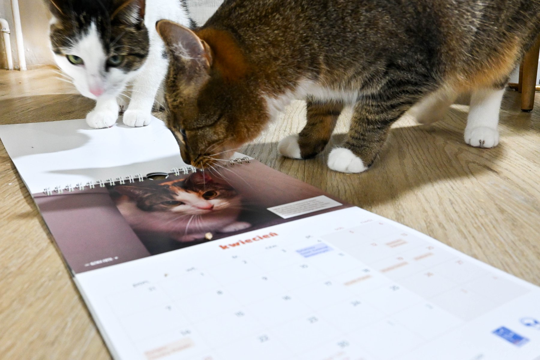 Dwa koty: jeden biały z szarmi plamkami, drugi szaro-brązowy w pręgi wąchają leżący na podłodze kalendarz. Na zdjęciu kalendarza inny kotek, który siedzi skulony i patrzy na wprost obiektywu. Jest to ilustracja na kwiecień 2025 roku.