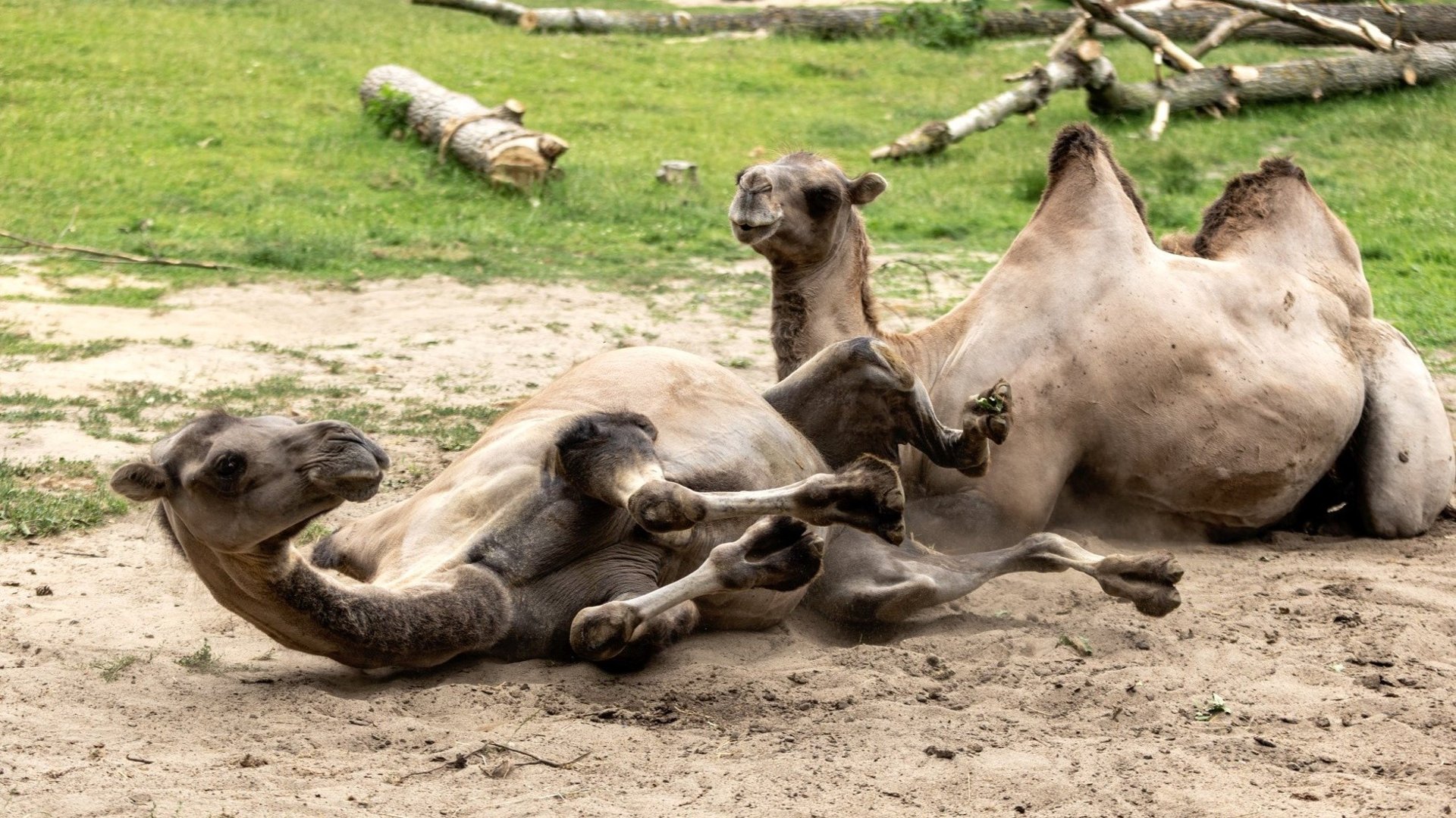Dwa wielbłądy leżące na piasku. W tle pnie drzew i trawa.
