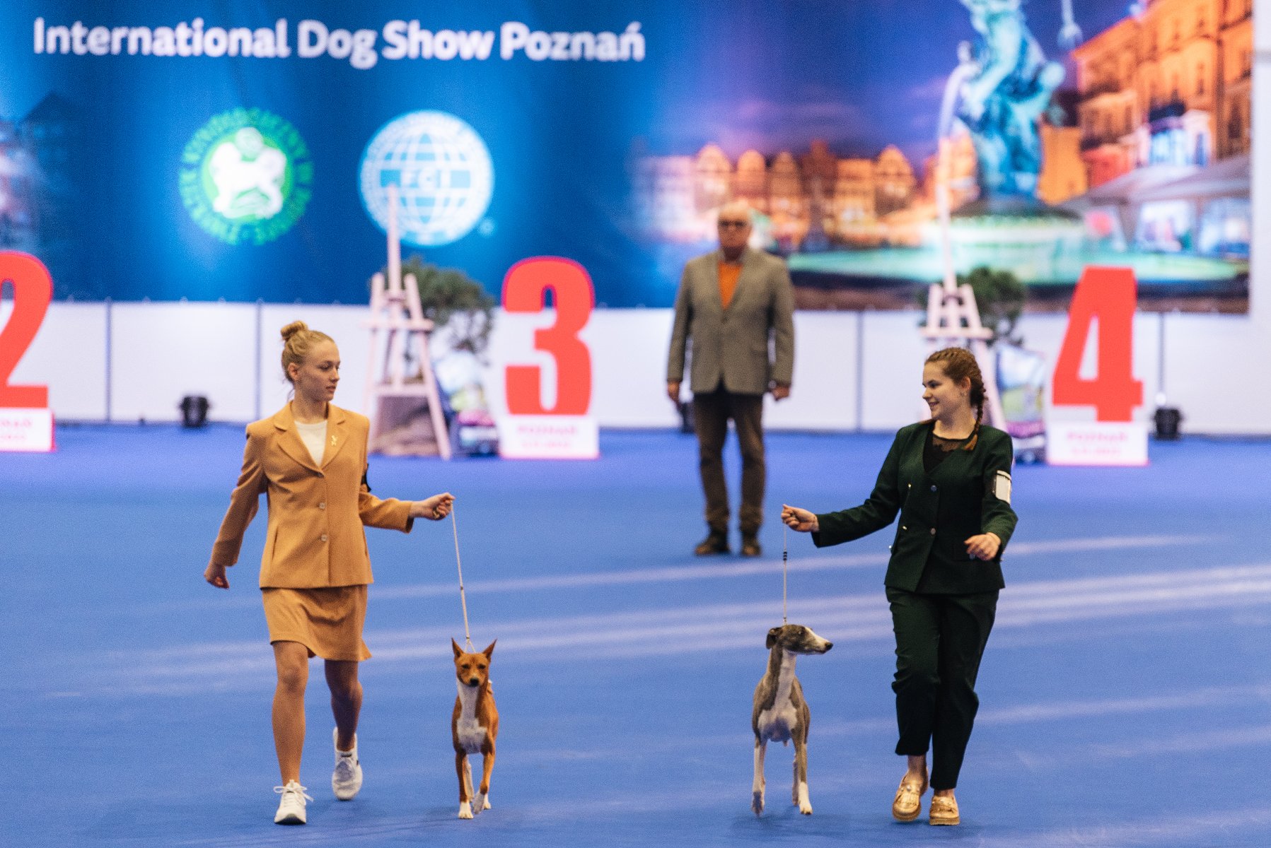 Dwie młode kobiety prowadzą psy rasowe na smyczach po niebieskiej macie podczas Wystawy Psów w Poznaniu. Kobieta po lewej w beżowym garniturze prowadzi małego brązowo-białego psa, a kobieta po prawej w ciemnozielonym garniturze prowadzi szarobeżowego whippeta.