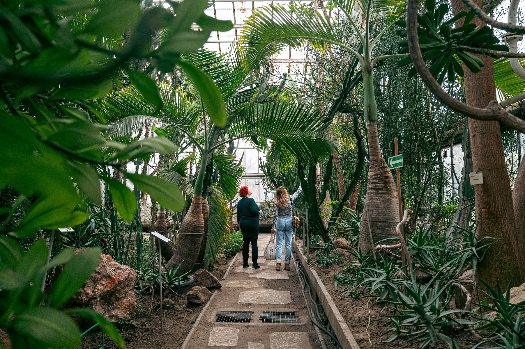Dwie osoby w głębi, tyłem do obiektywu, idą ścieżką pośród bujnej, egzotycznej roślinności w palmiarni lub ogrodzie botanicznym. Scena jest zdominowana przez duże liście palm, pnie i zielone krzewy. Kobieta po prawej, ubrana w jasne dżinsy, wskazuje prawą ręką w górę. Po prawej stronie widoczna jest zielona strzałka kierunkowa.