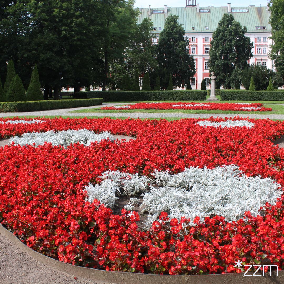 Dywan kwiatowy w Parku Chopina powstał z 3 tys. czerwonych begonii i 760 szt. kwiatów gatunku starzec srebrzysty
