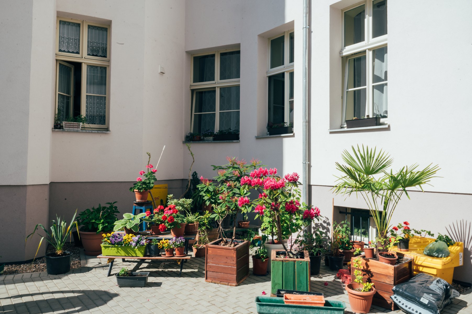 Dziedziniec z wieloma donicami z roślinami rozmieszczonymi w różnych pojemnikach. Widzimy rośliny kwitnące z czerwonymi i różowymi kwiatami, zielone rośliny liściaste oraz małą palmę.