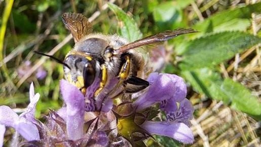Dzika pszczoła na kwitnącej roślinie.