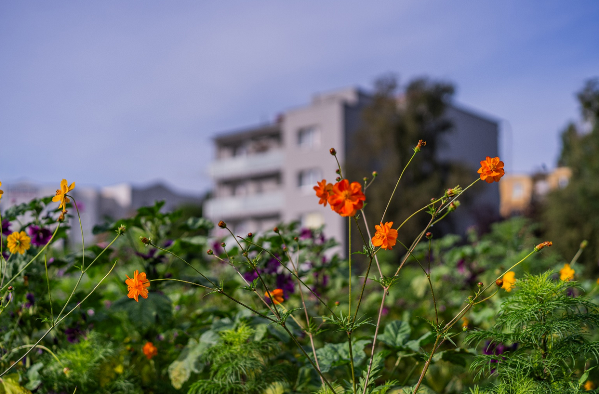 fragment łąki zasianej trawą i kwiatami, w tle blok mieszkalny