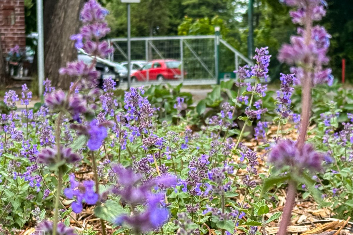 Galeria zdjęć nowych nasadzeń w Poznaniu