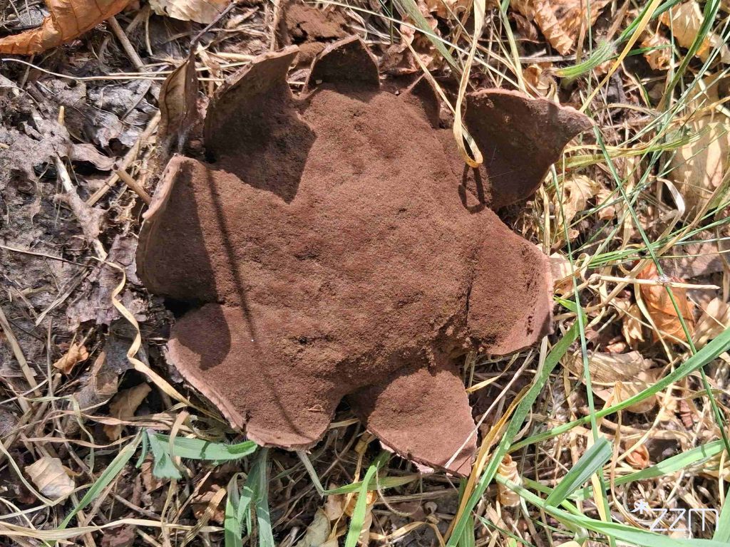 Grzyb z gatunku grzybogwiazd skórzasty