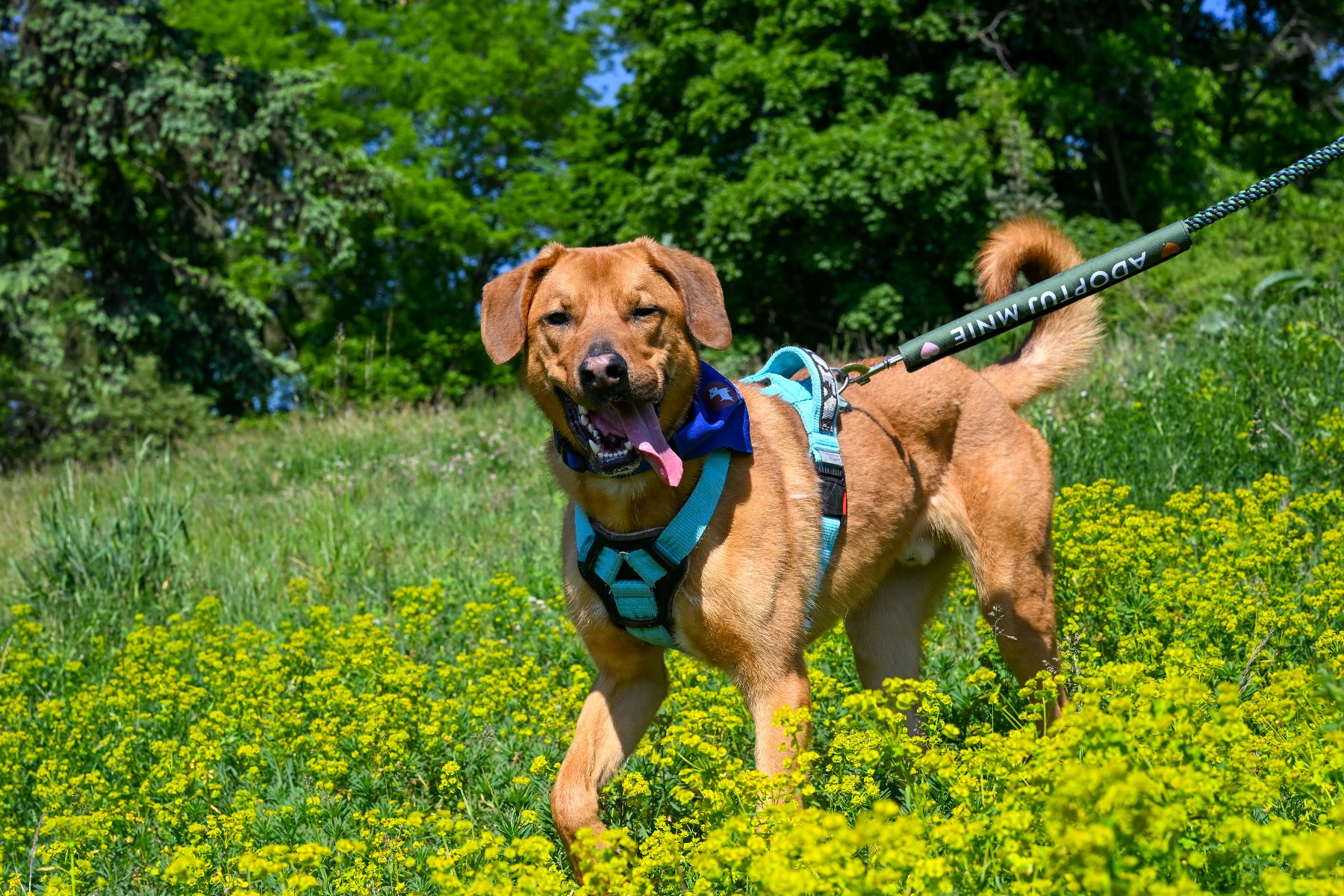 Henry, pies którego można adoptować ze schroniska
