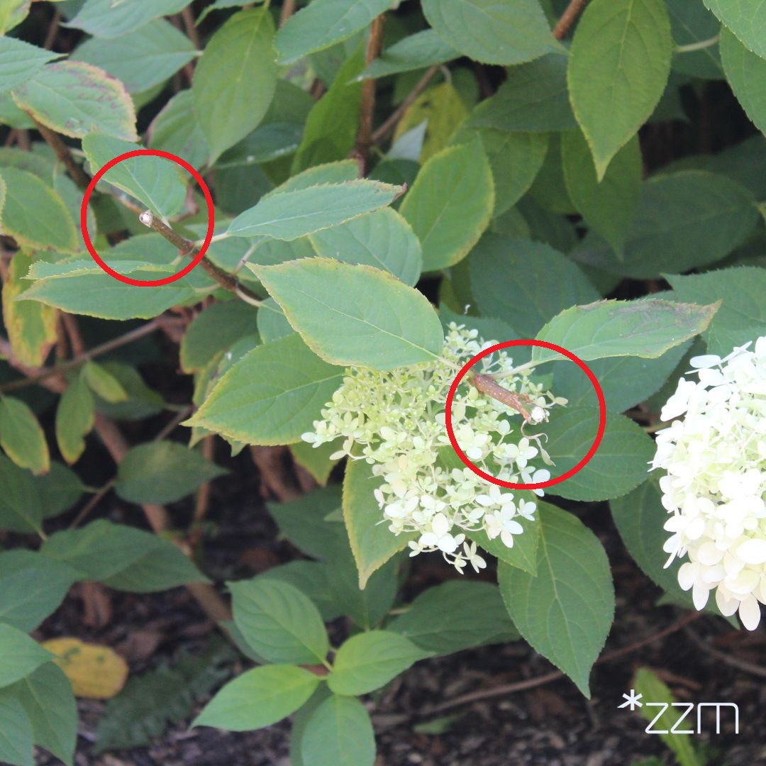 Hortensje nie są kwiatami "do zabrania"