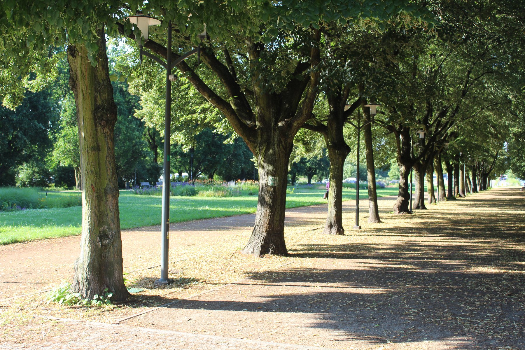 Każde drzewo i krzew jest cenne przyrodniczo