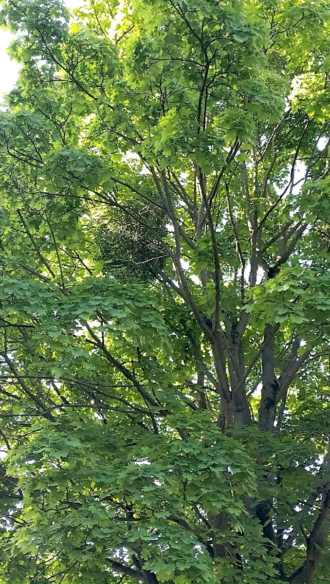 klon pospolity na terenie Parku Cytadela