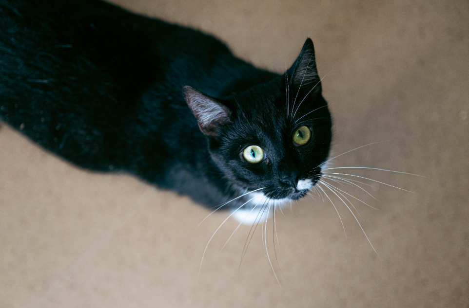 kot o ciemnej sierści patrzy w obiektyw, widok z góry