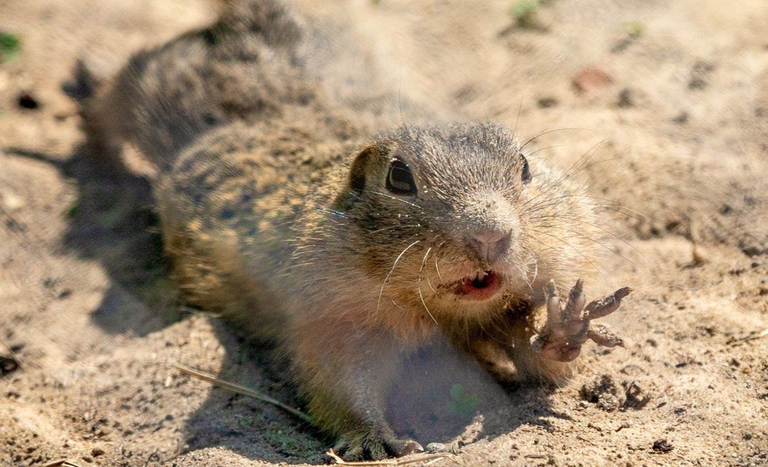 Mały suseł wyciąga się na piachu. Jedną łapę wyciąga przed siebie.