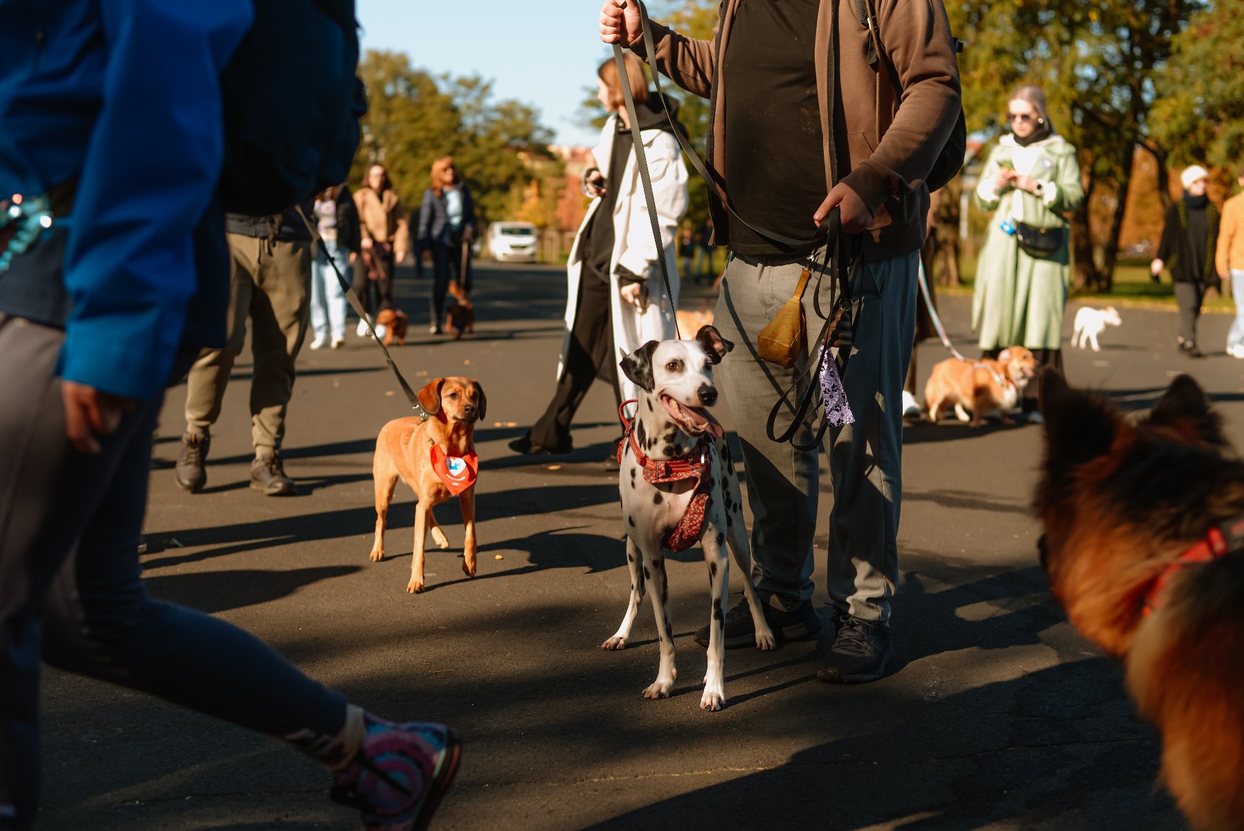 Marsz Kejterka. Zdjęcie przedstawia marsz z psami w Parku Jana Pawła II