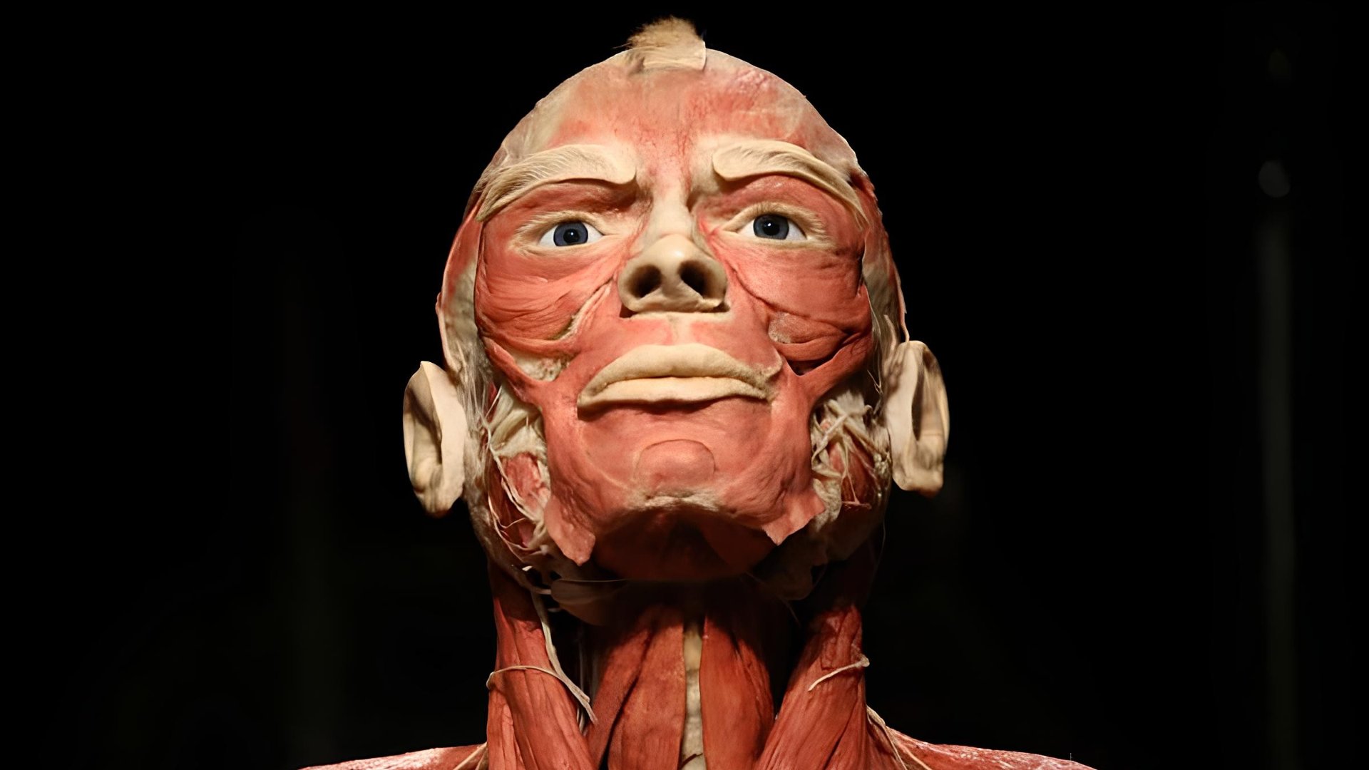 Model anatomiczny ludzkiej głowy i szyi bez skóry, ukazujący odsłonięte mięśnie twarzy, szyi i okolic oczu; widoczne są szczegółowe struktury mięśniowe oraz tkanki podskórne.