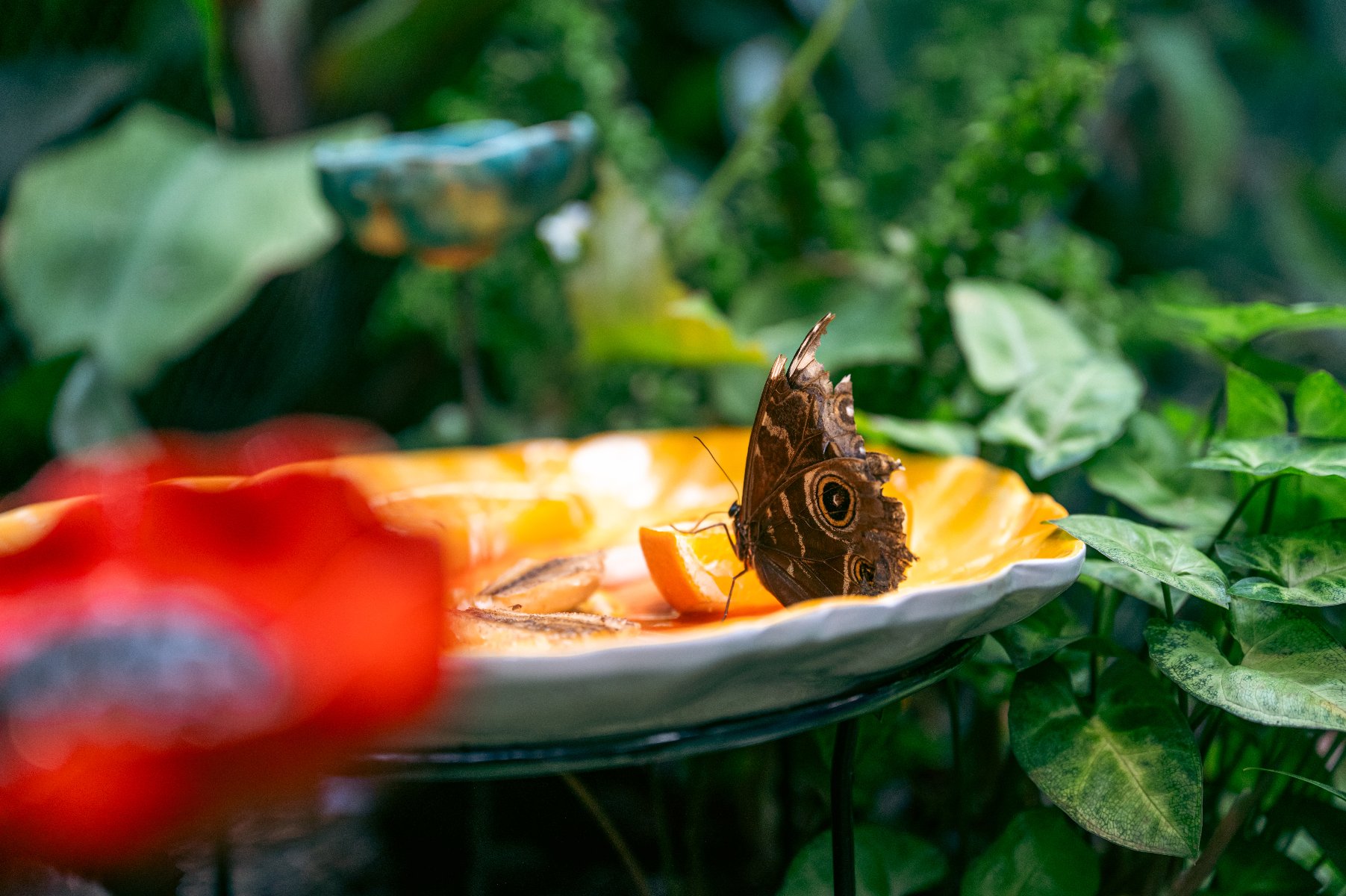 Motyl na plasterku pomarańczy na żółtym talerzu, wśród zielonej roślinności. Motyl ma brązowe skrzydła z wzorami przypominającymi oczy. Na pierwszym planie rozmazany czerwony kwiat. Tło naturalne z różnorodną zielenią.