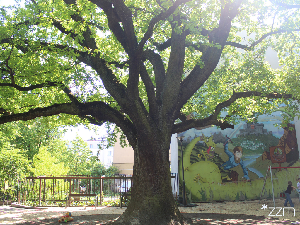Na pierwszym planie dąb "Krzysztof" - potężne drzewo o grubym pniu i szeroko rozłożystej koronie. W tle znajduje się mural z fantastyczną sceną, między innymi smokiem i postacią chłopca.
