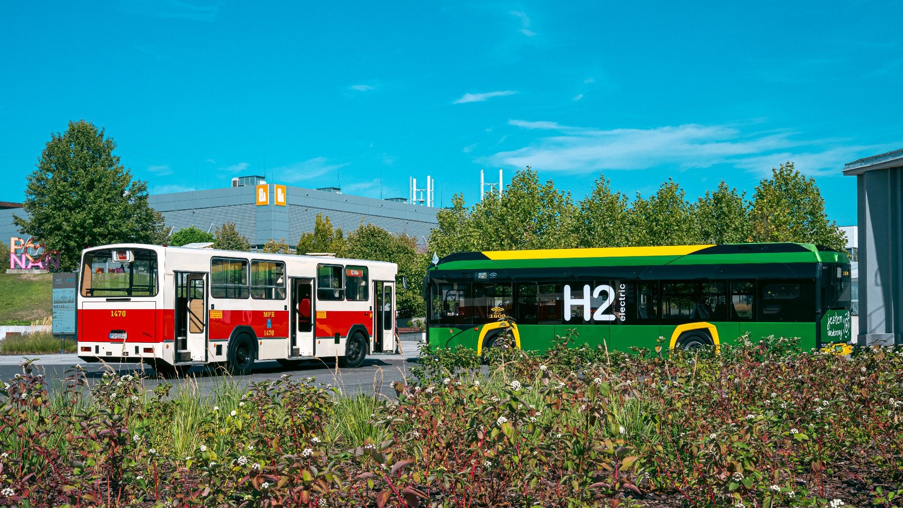 Na pierwszym planie niskie krzewy. Za nimi dwa autobusy. Po lewej stary biało-czerwony autobus miejski z otwartymi drzwiami. Po prawej nowy zielono-żółty autobus na wodór. W tle budynki Targów Poznańskich.