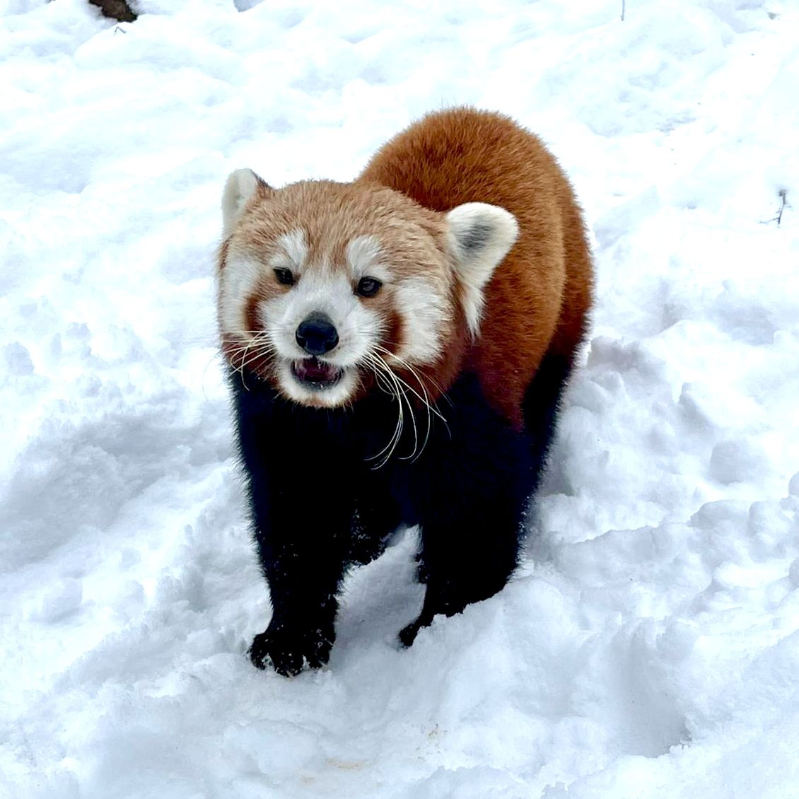 Na śniegu stoi ruda panda.