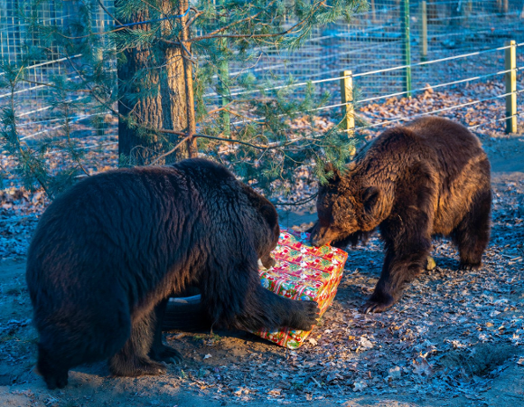 Na zdjęciu dwa niedźwiedzie rozrywające świąteczną paczkę na wybiegu