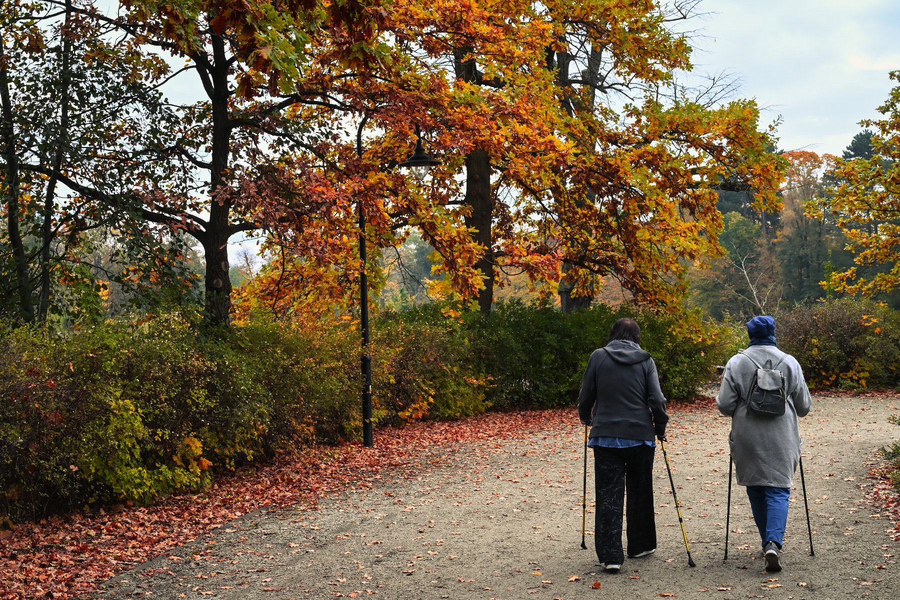 Na zdjęciu dwie seniorki na spacerze w parku, tyłem do obiektywu