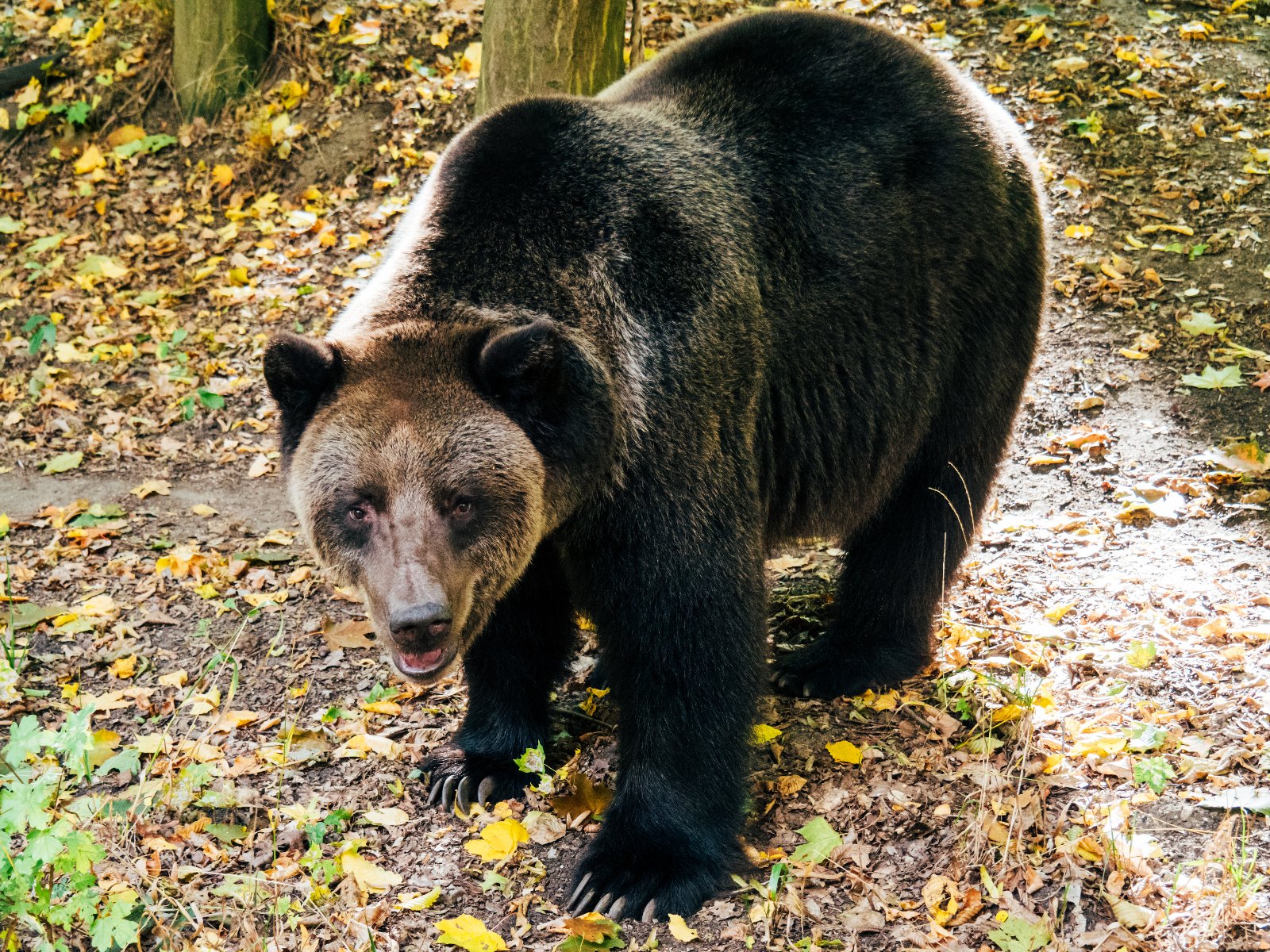 Na zdjęciu dzieci w kamizelkach ratunkowych stojące na brzegu basenu