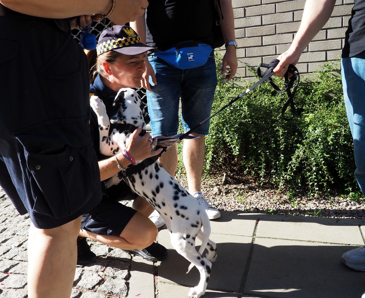 Na zdjęciu kucająca strażniczka miejska przytula psa dalmatyńczyka na smyczy