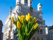Na zdjęciu Ratusz, na pierwszym planie żółte tulipany