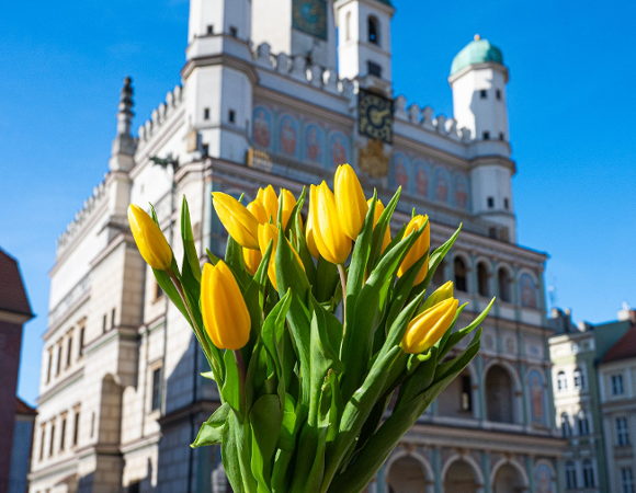 Na zdjęciu Ratusz, na pierwszym planie żółte tulipany