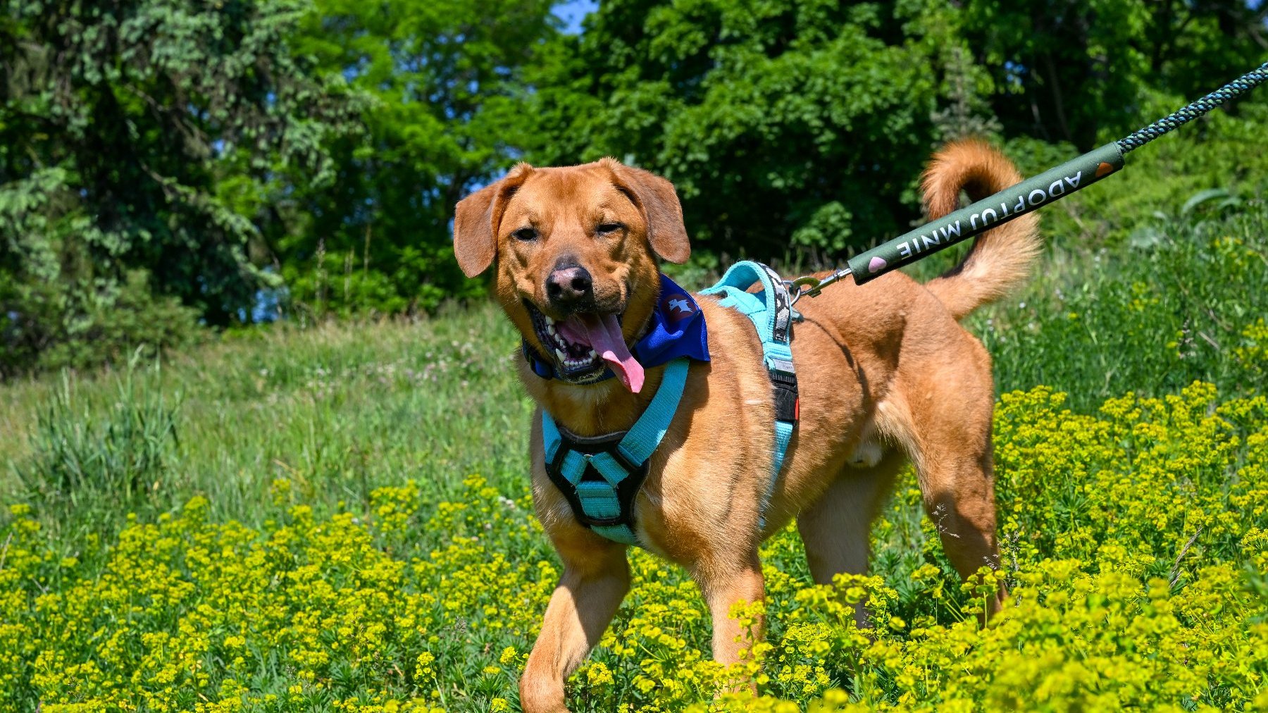 Na zdjęciu rudy pies na smyczy, spacerujący po łące