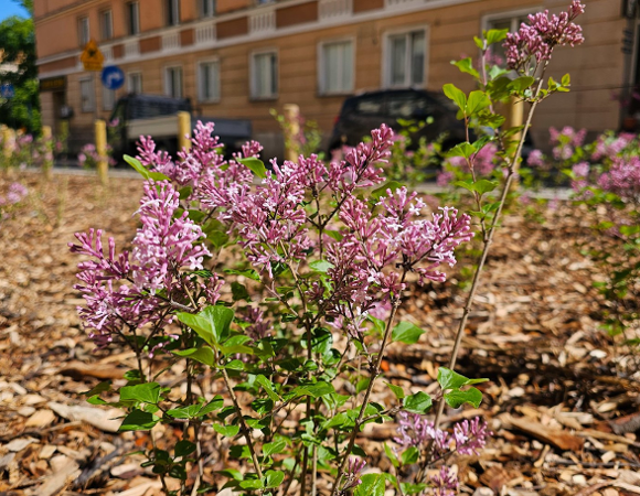 Na zdjęciu ulica w centrum, na pierwszym planie kwitnąca sadzonka bzu