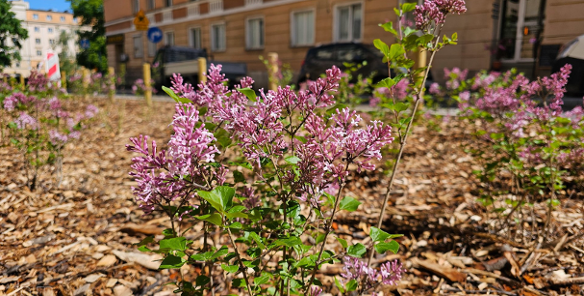 Na zdjęciu ulica w centrum, na pierwszym planie kwitnąca sadzonka bzu